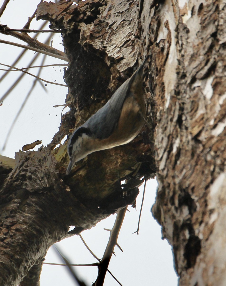 Red-breasted Nuthatch - ML315292501