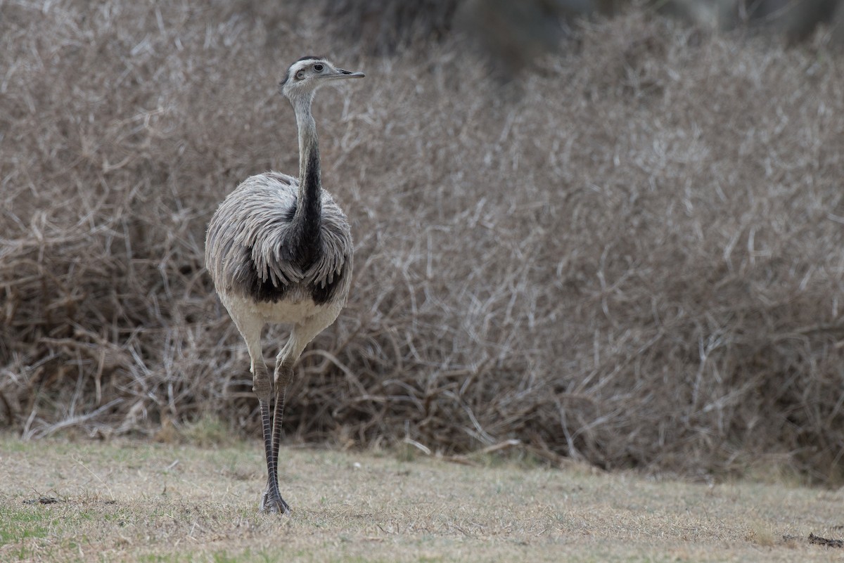 Greater Rhea - Chris Wood