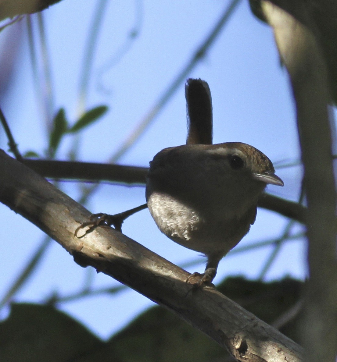 White-bellied Wren - ML31529301