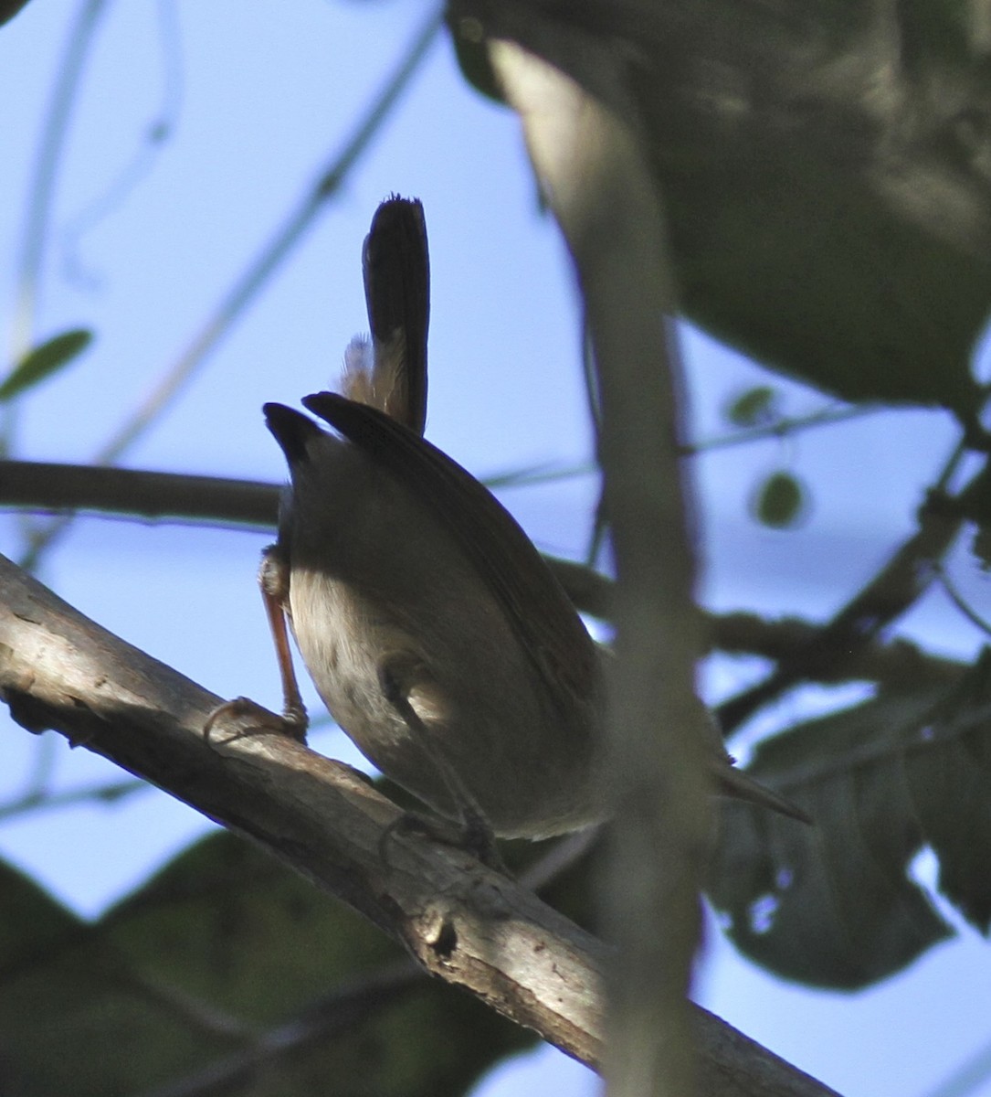 White-bellied Wren - ML31529311