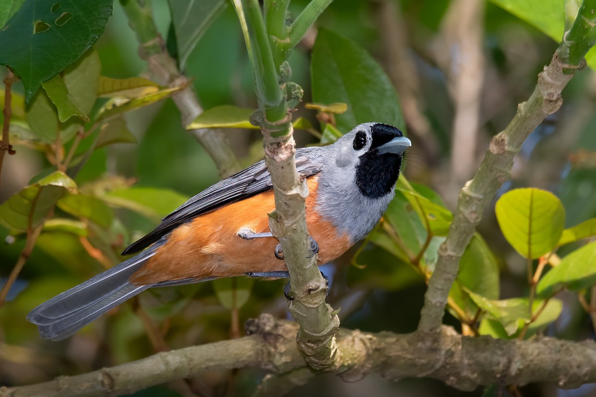 Black-faced Monarch - ML315293521