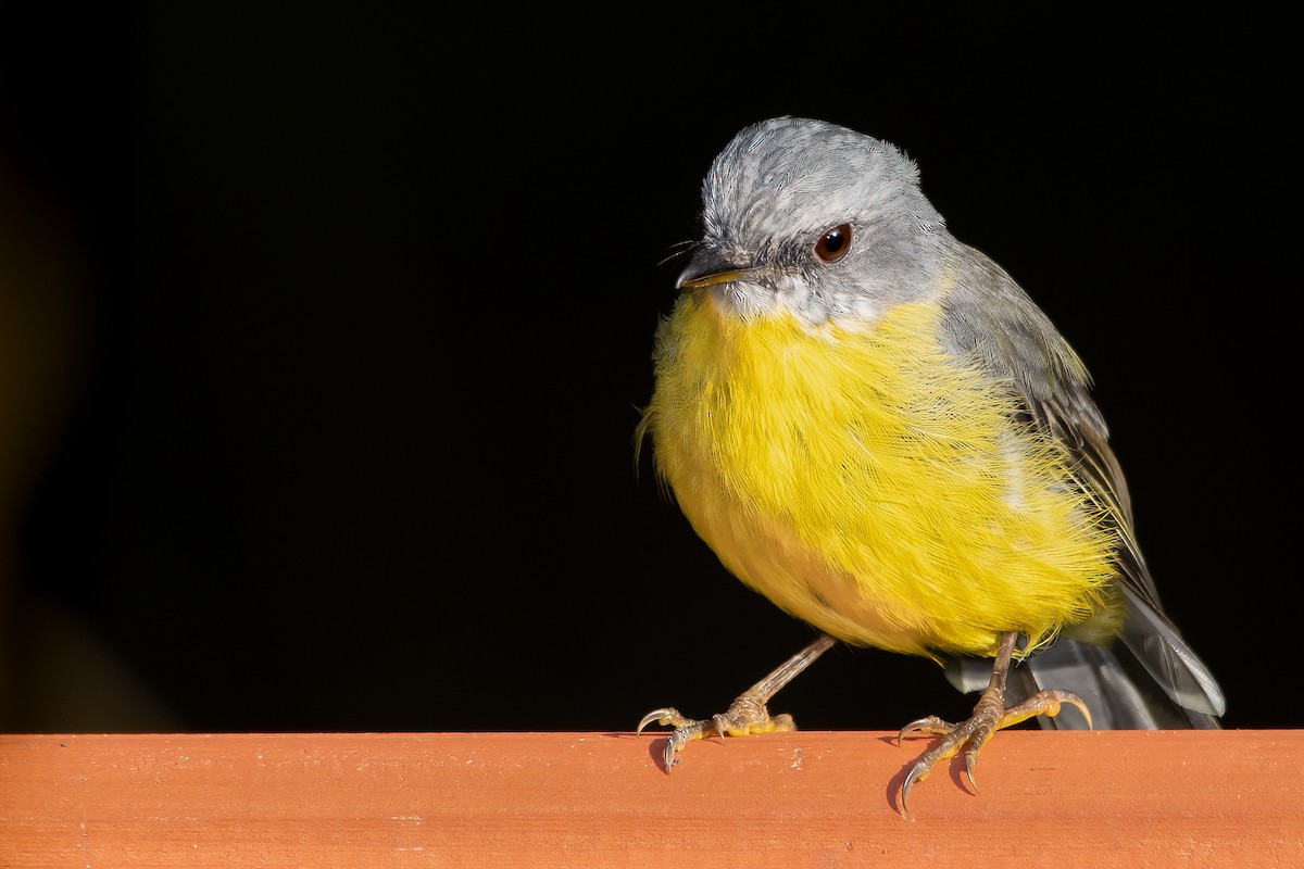 Eastern Yellow Robin - ML315293581