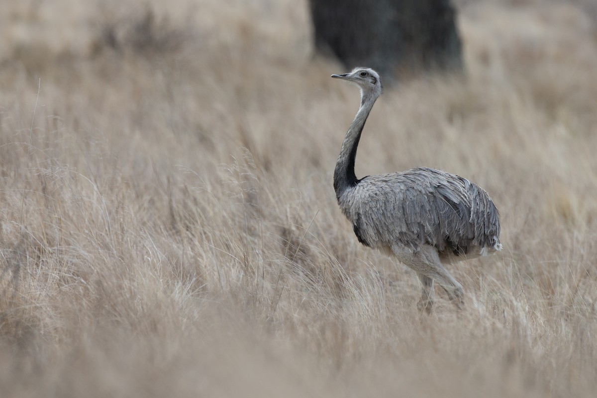 Greater Rhea - Chris Wood