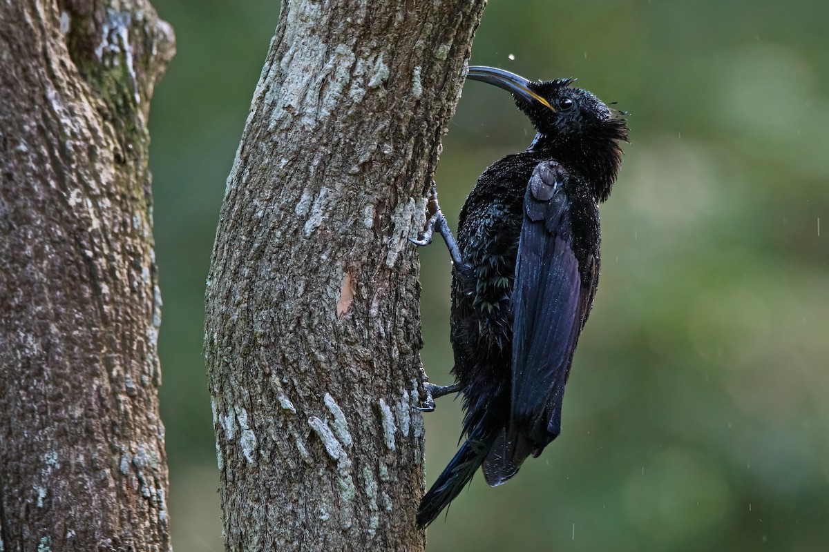 Paradise Riflebird - Hayley Alexander