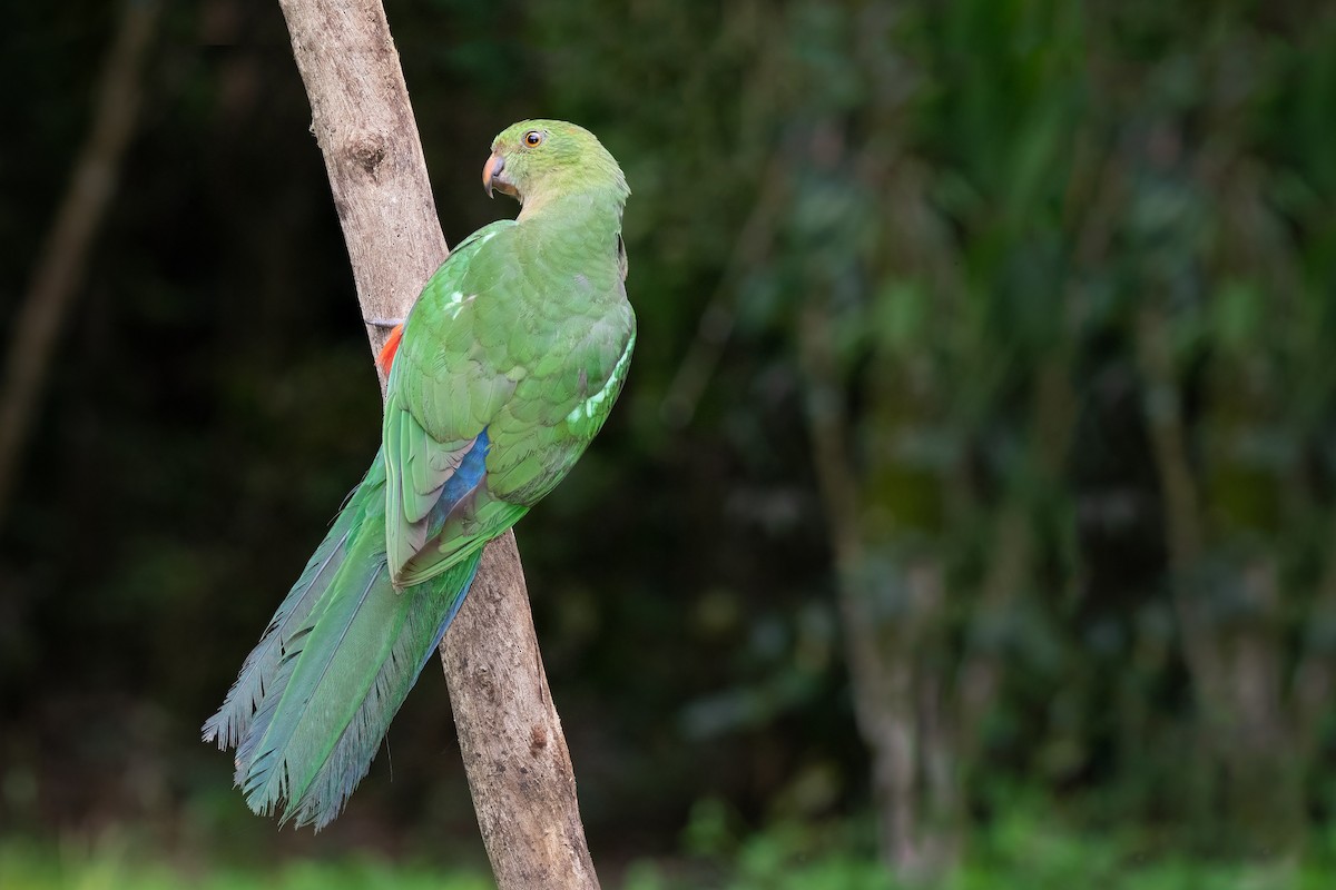 Australian King-Parrot - ML315293851