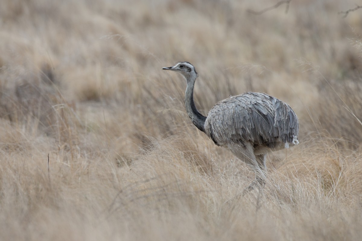 Greater Rhea - Chris Wood