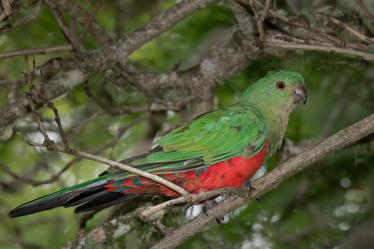 Australian King-Parrot - ML315293981