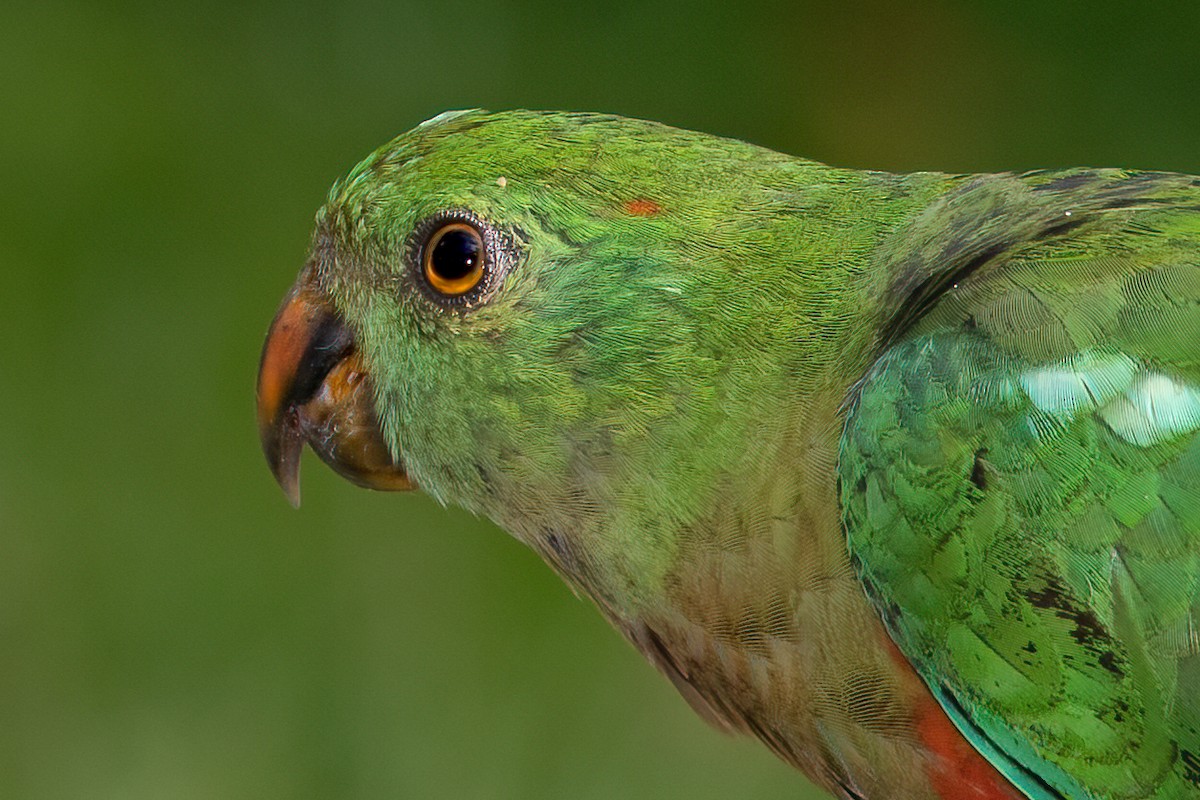 Australian King-Parrot - ML315293991