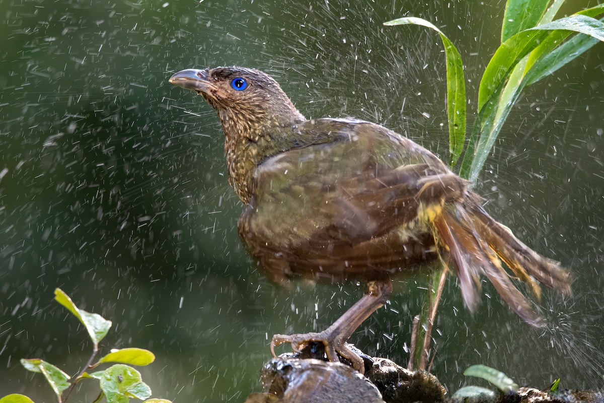 Satin Bowerbird - ML315294051