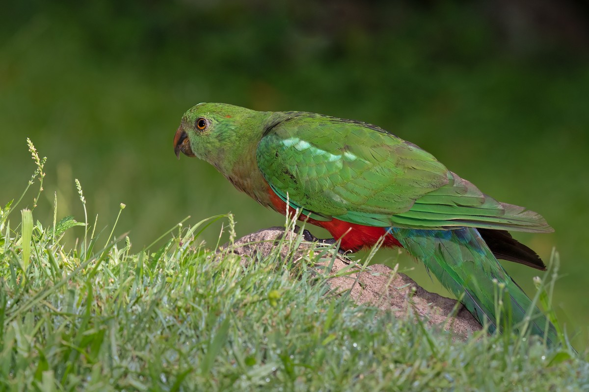 Australian King-Parrot - ML315294061