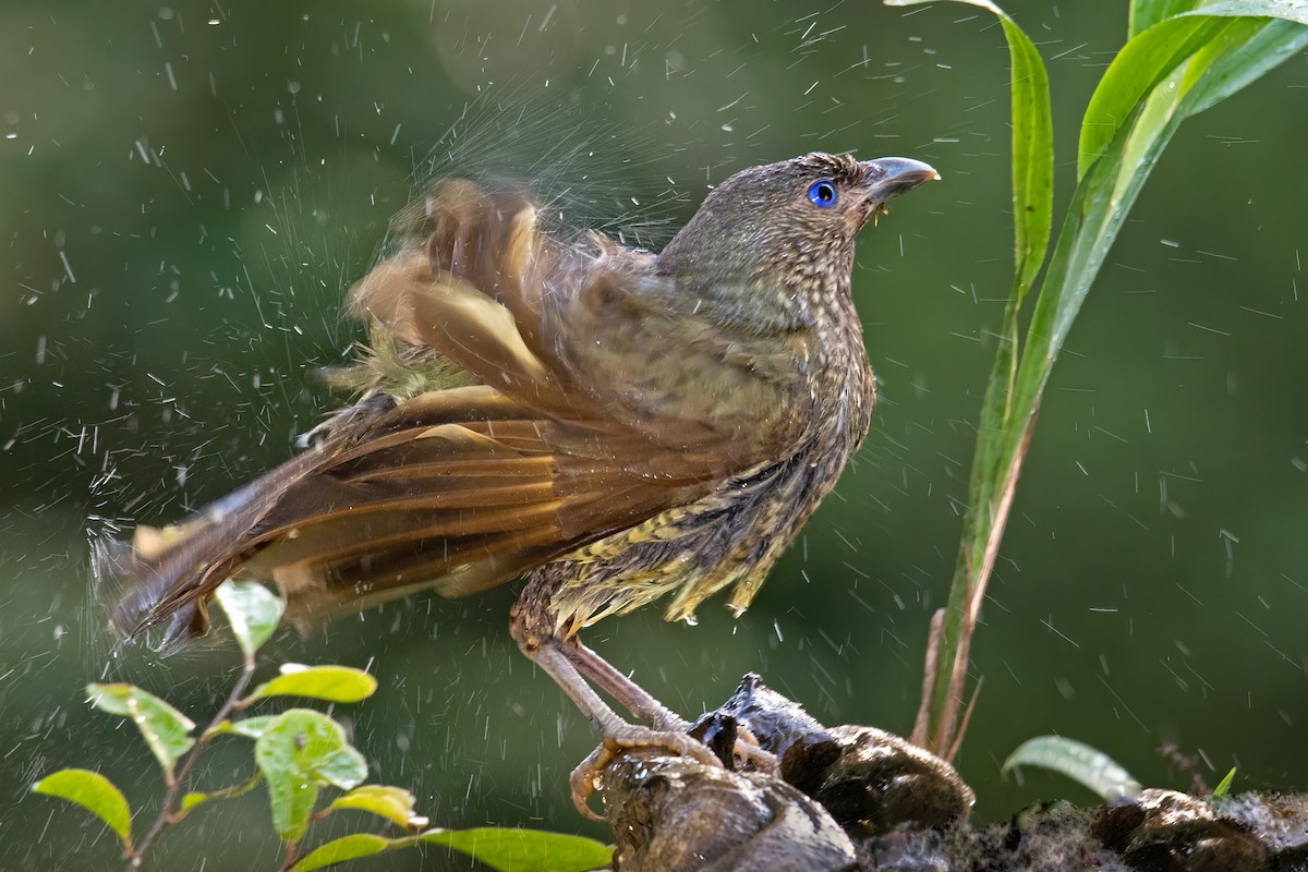 Satin Bowerbird - ML315294091