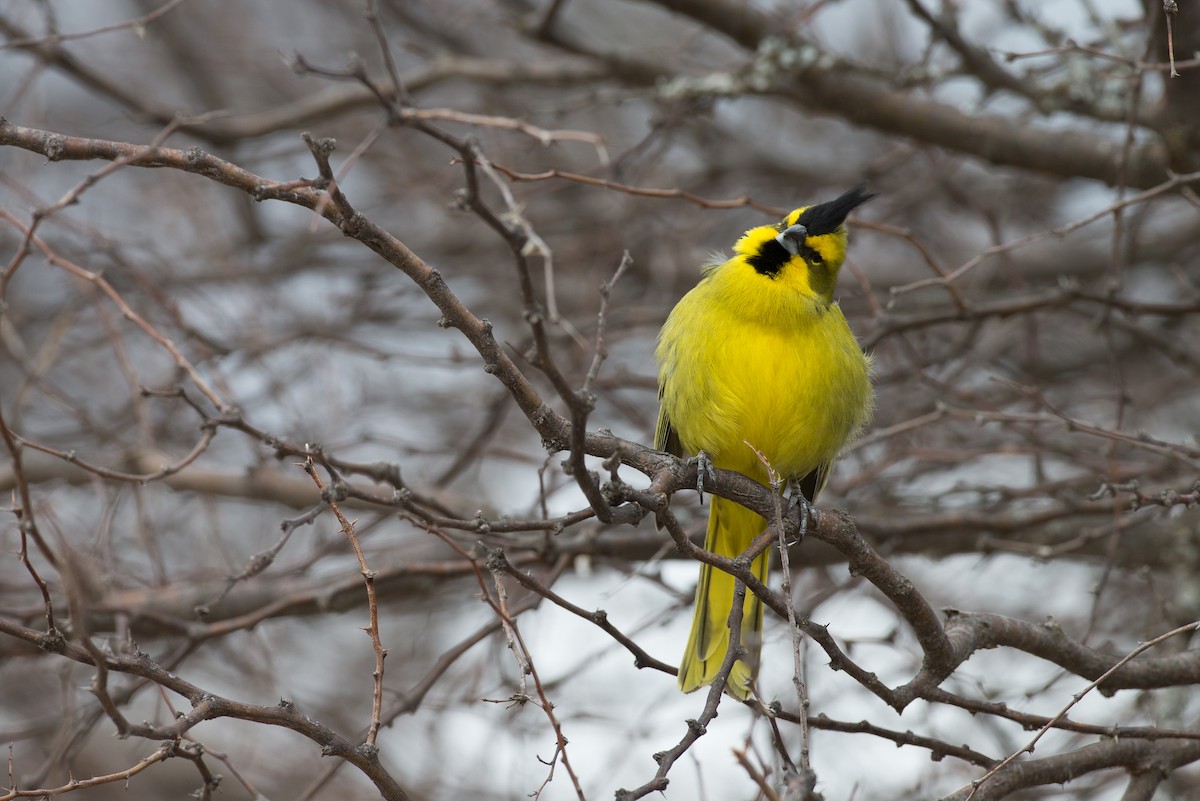 Yellow Cardinal - ML31529571