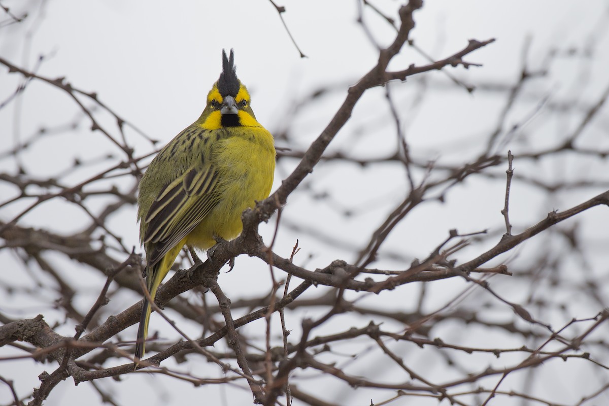 Yellow Cardinal - ML31529611