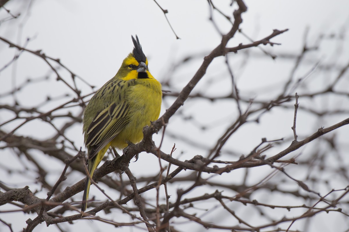 Yellow Cardinal - Chris Wood