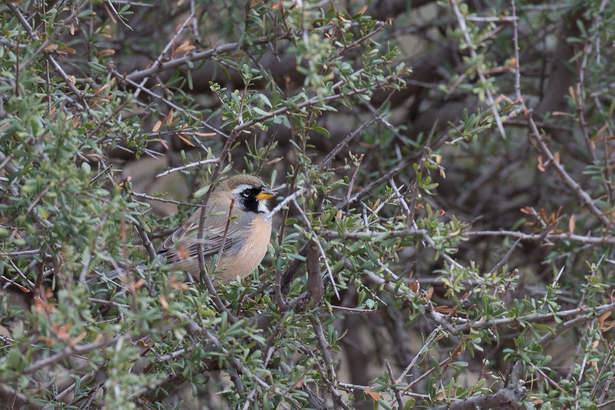 Many-colored Chaco Finch - ML31529671