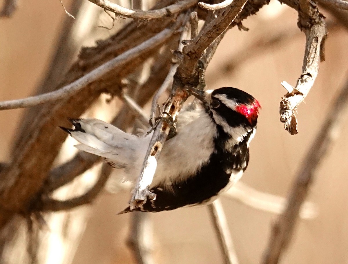 Downy Woodpecker - Thomas Jackman