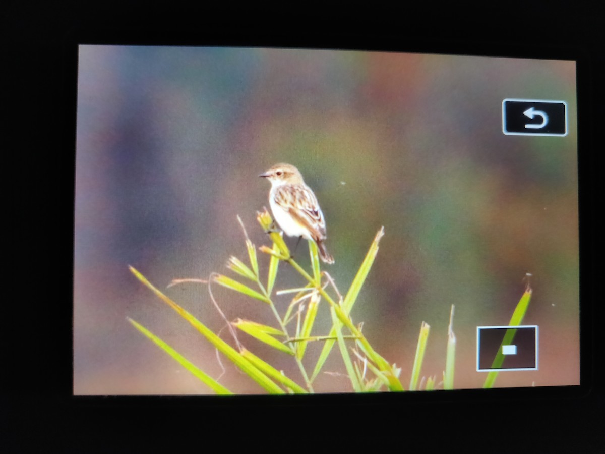 Siberian Stonechat - ML315296811