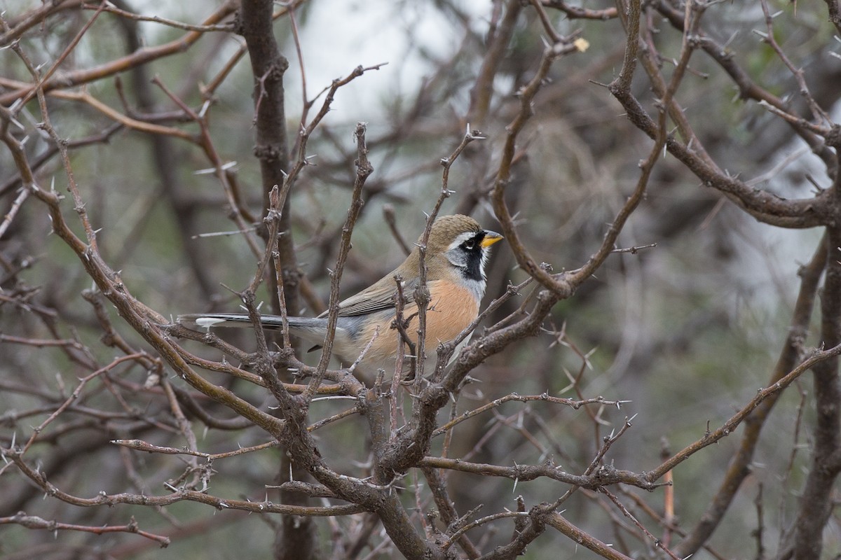 Many-colored Chaco Finch - ML31529711