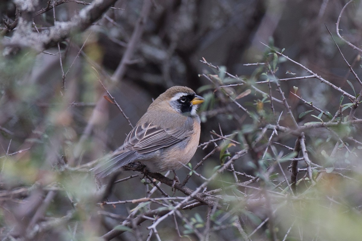 Many-colored Chaco Finch - ML31529731