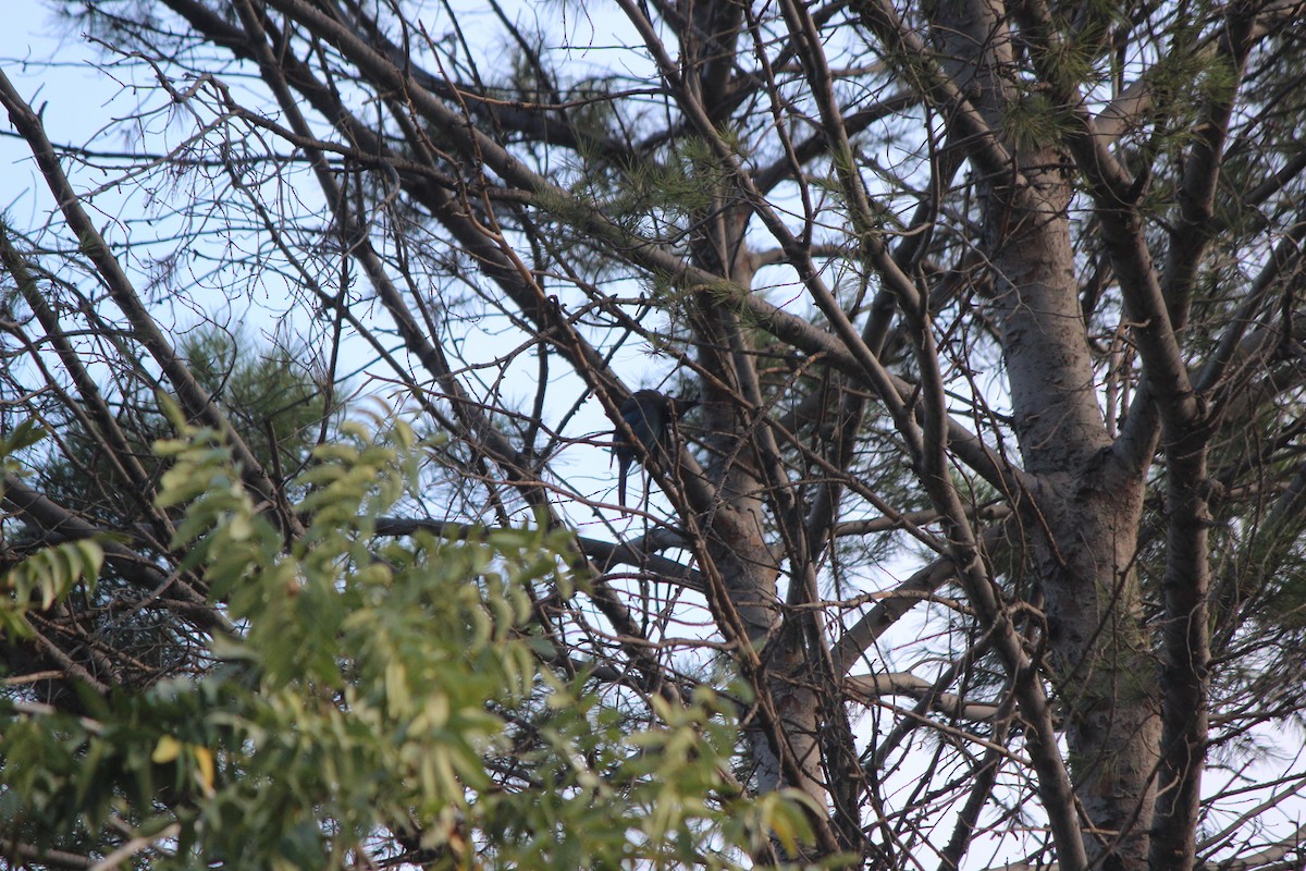 Steller's Jay (Coastal) - ML315298611