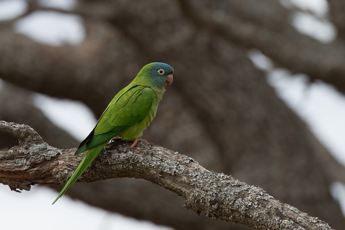 Blue-crowned Parakeet - Chris Wood