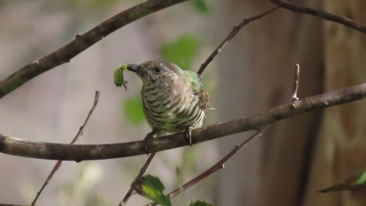 Shining Bronze-Cuckoo - ML315299411