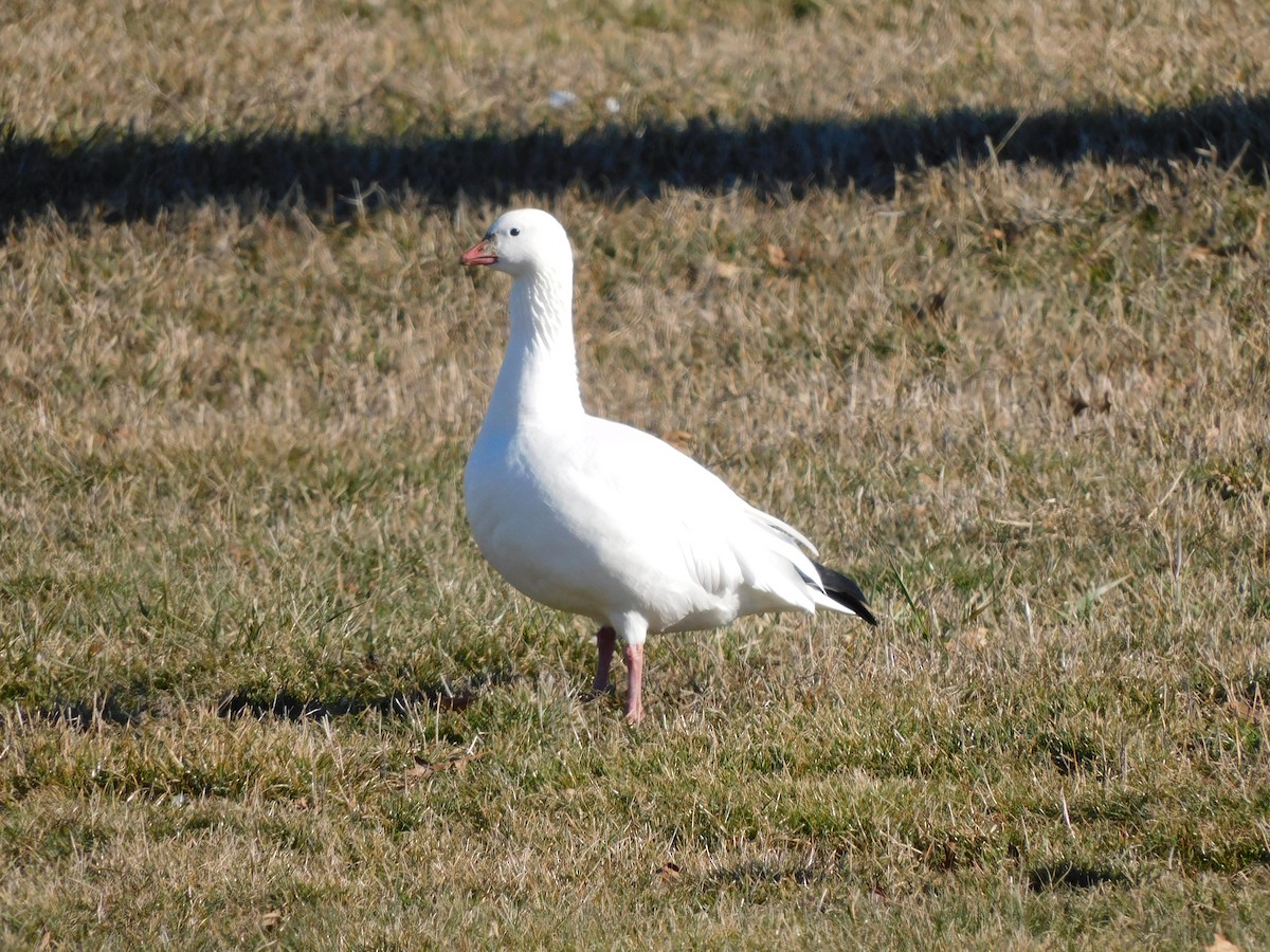 Ross's Goose - ML315300351