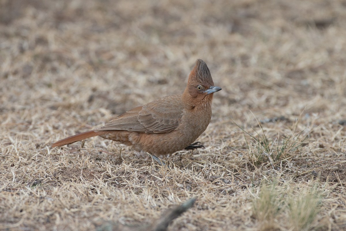 Cacholote Castaño - ML31530181