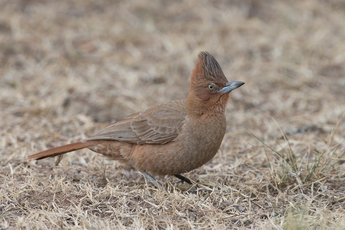 Brown Cacholote - Chris Wood