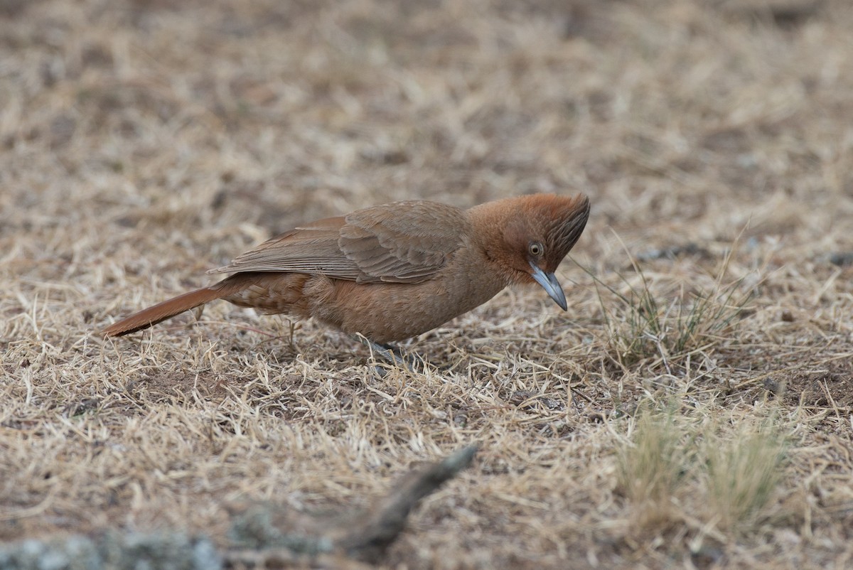 Brown Cacholote - ML31530231