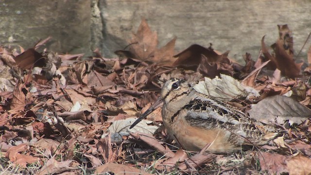 American Woodcock - ML315302471