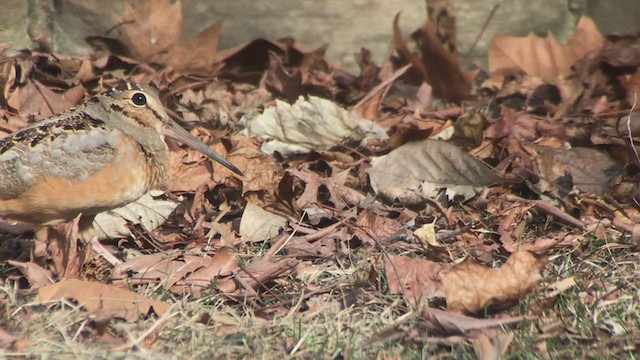 American Woodcock - ML315302731