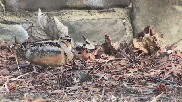 American Woodcock - ML315302891