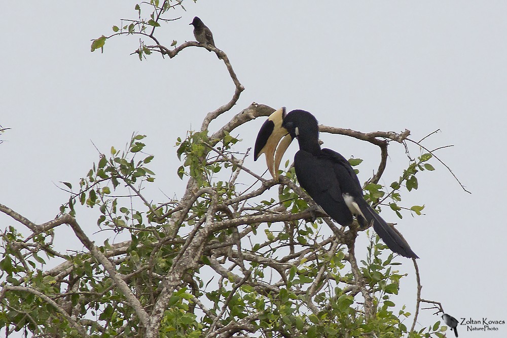 Malabar Pied-Hornbill - ML315303511