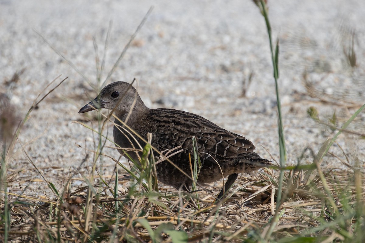 Slaty-breasted Rail - ML315303681