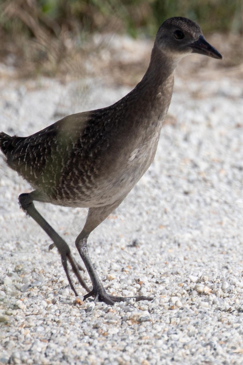 Slaty-breasted Rail - ML315303791