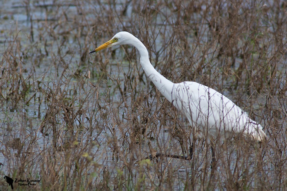 Medium Egret - ML315304141
