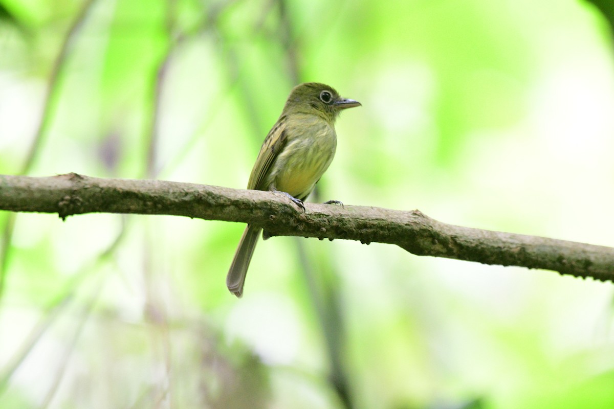 Western Olivaceous Flatbill - ML315304961