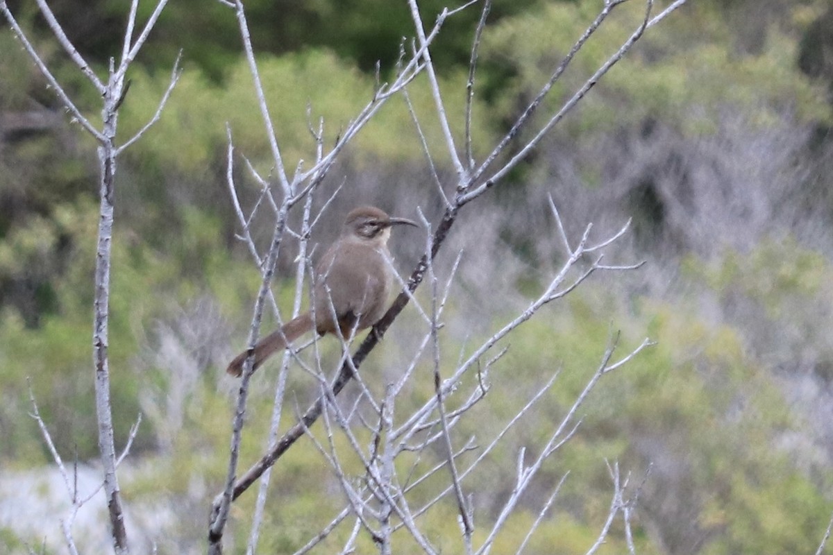 California Thrasher - ML315305731