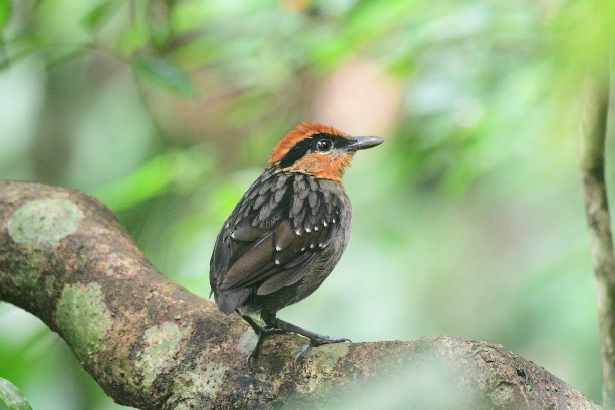 Rufous-crowned Antpitta - ML315307201