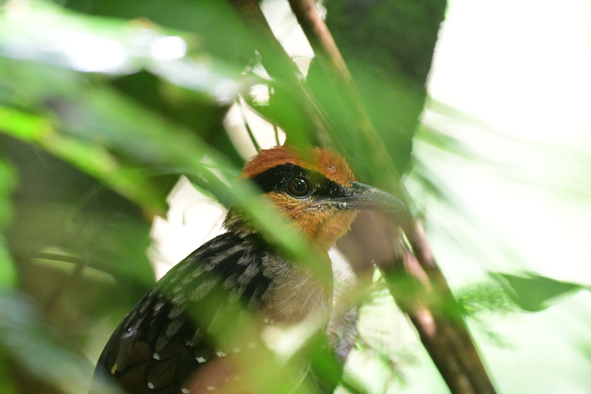 Rufous-crowned Antpitta - ML315307271