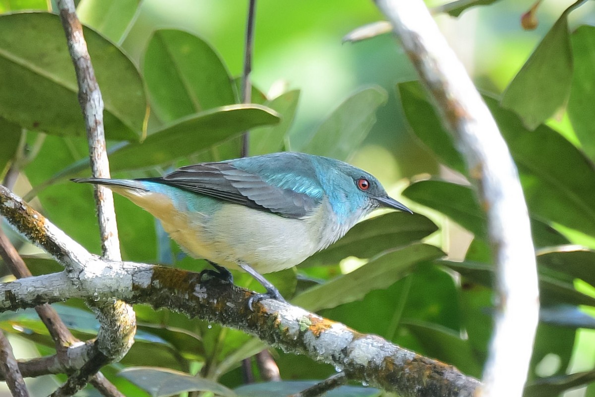 Scarlet-thighed Dacnis - William Brand Castrillón