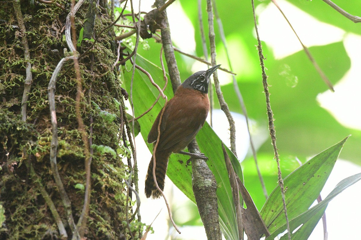 Sooty-headed Wren - William Brand Castrillón