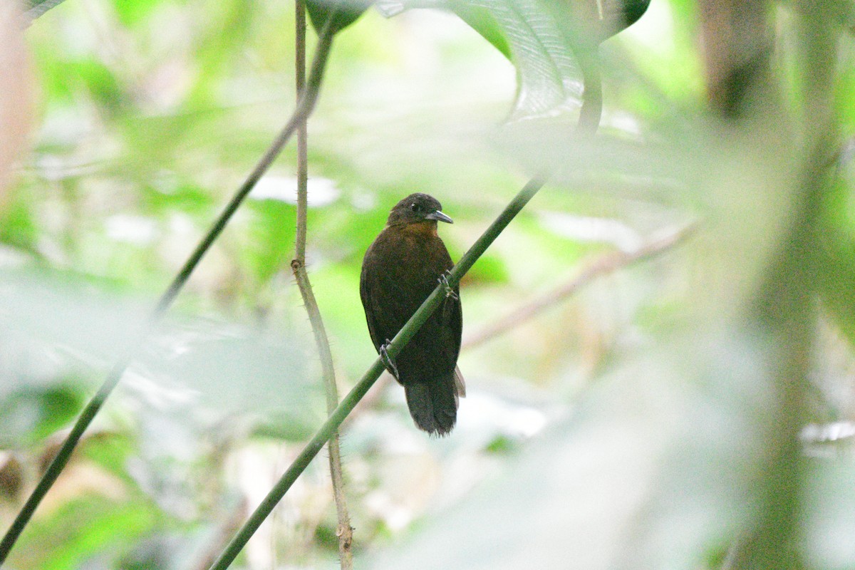 South American Leaftosser - ML315307961