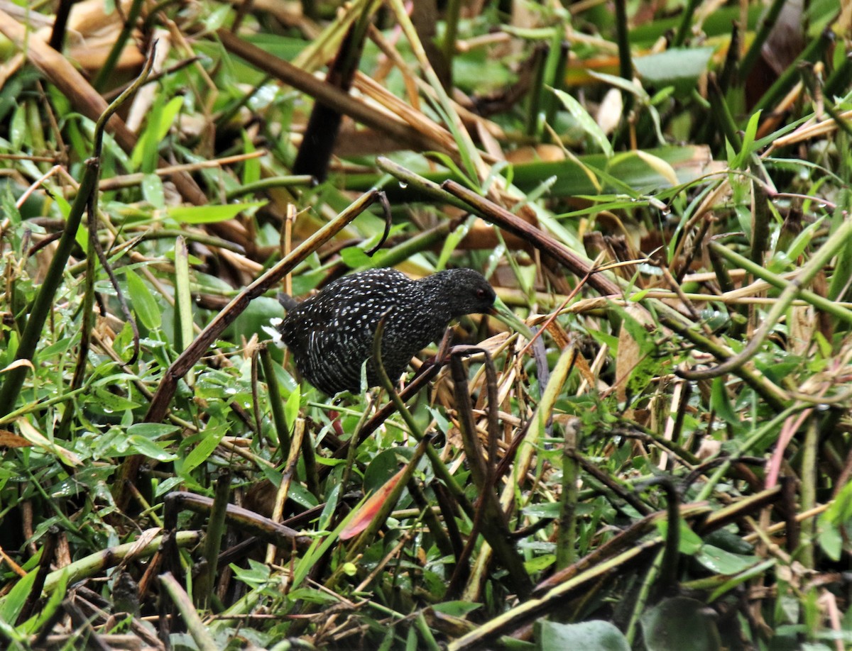 Spotted Rail - ML315308031