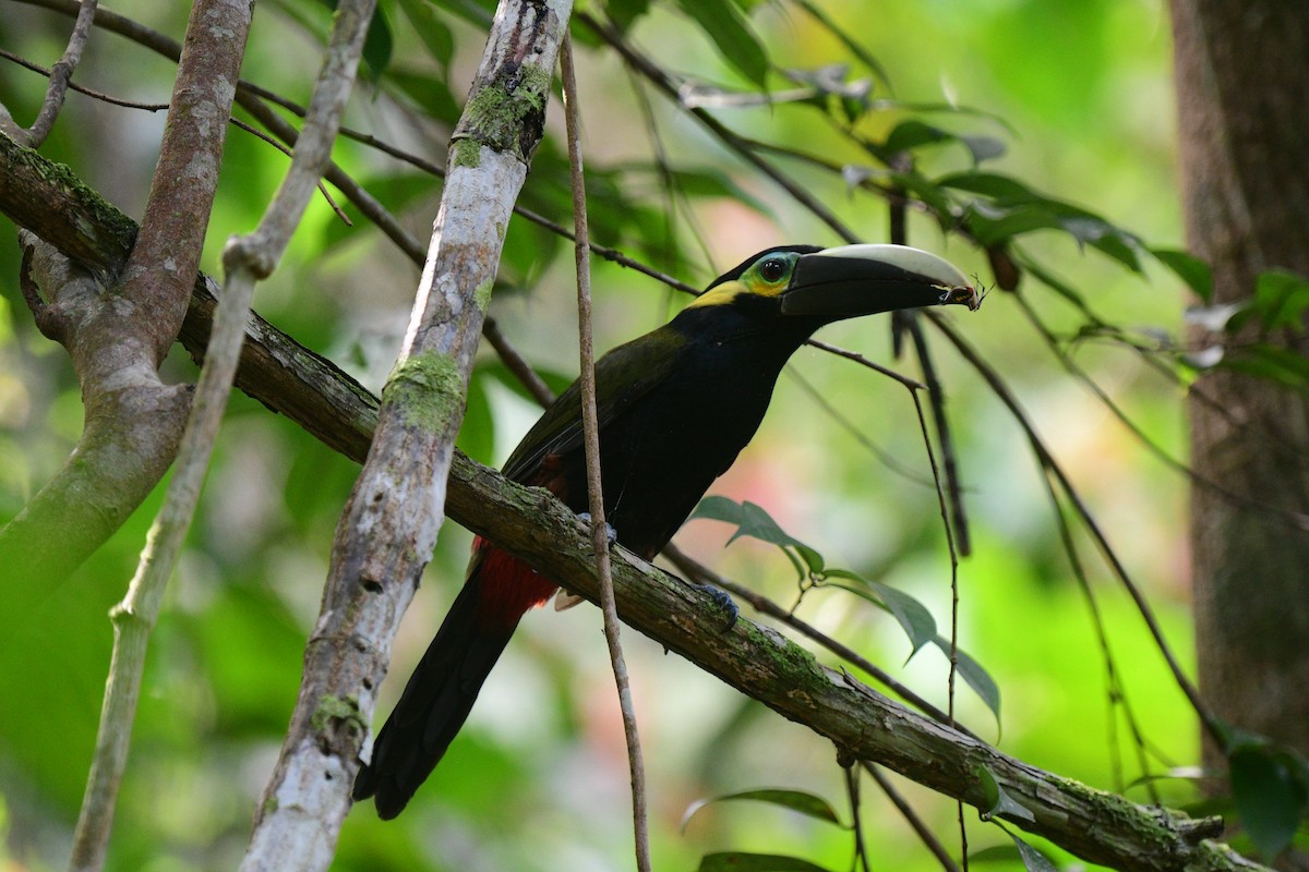 Toucanet à oreilles d'or - ML315308411