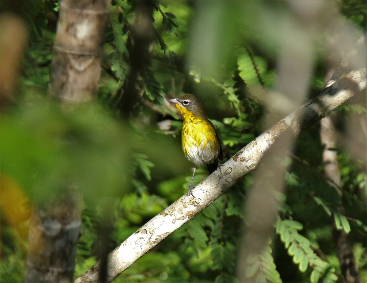 Yellow-breasted Chat - ML315308601