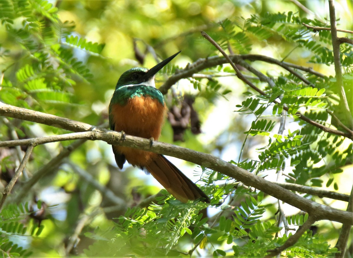 Rufous-tailed Jacamar - ML315308661