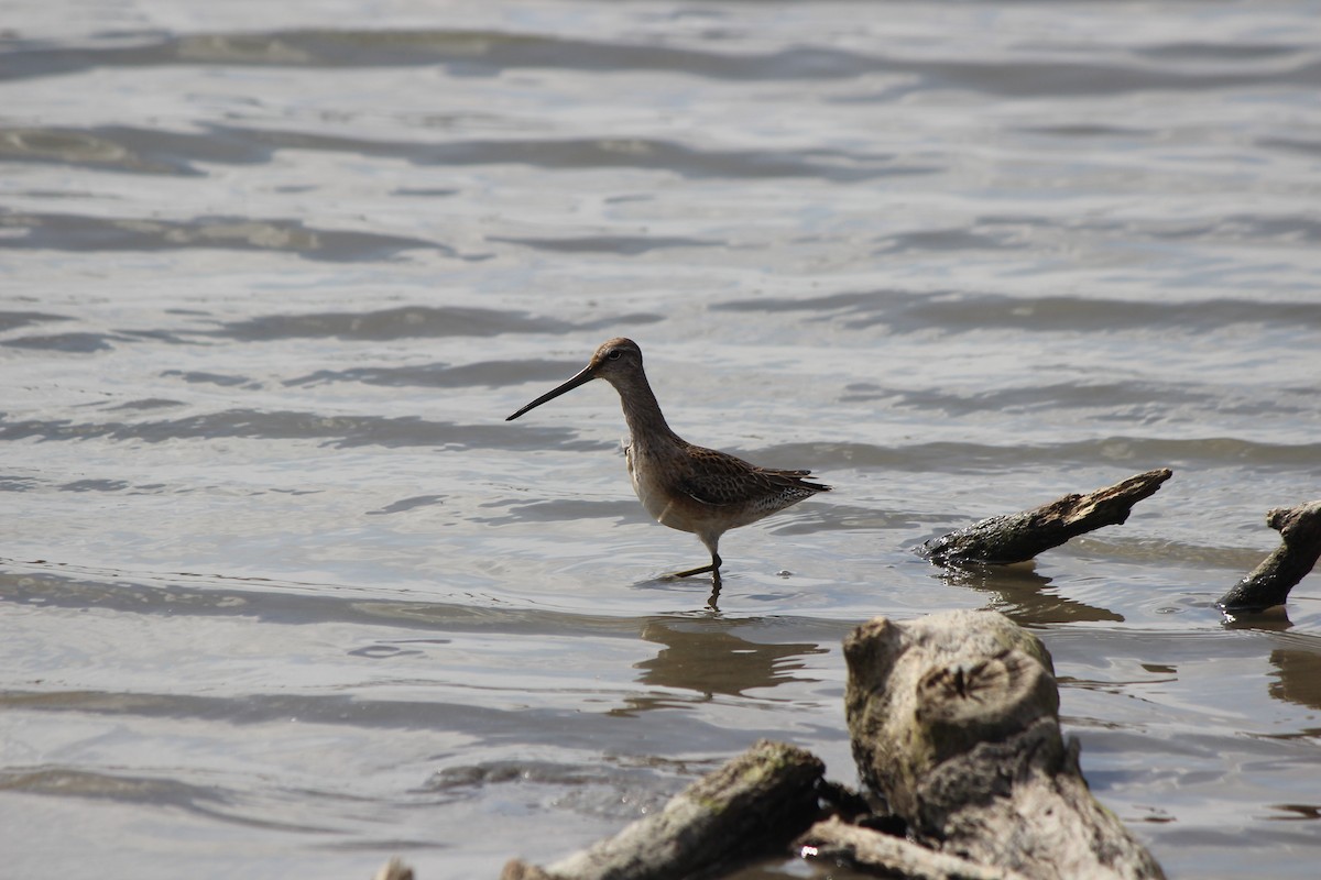 Long-billed Dowitcher - ML315311001
