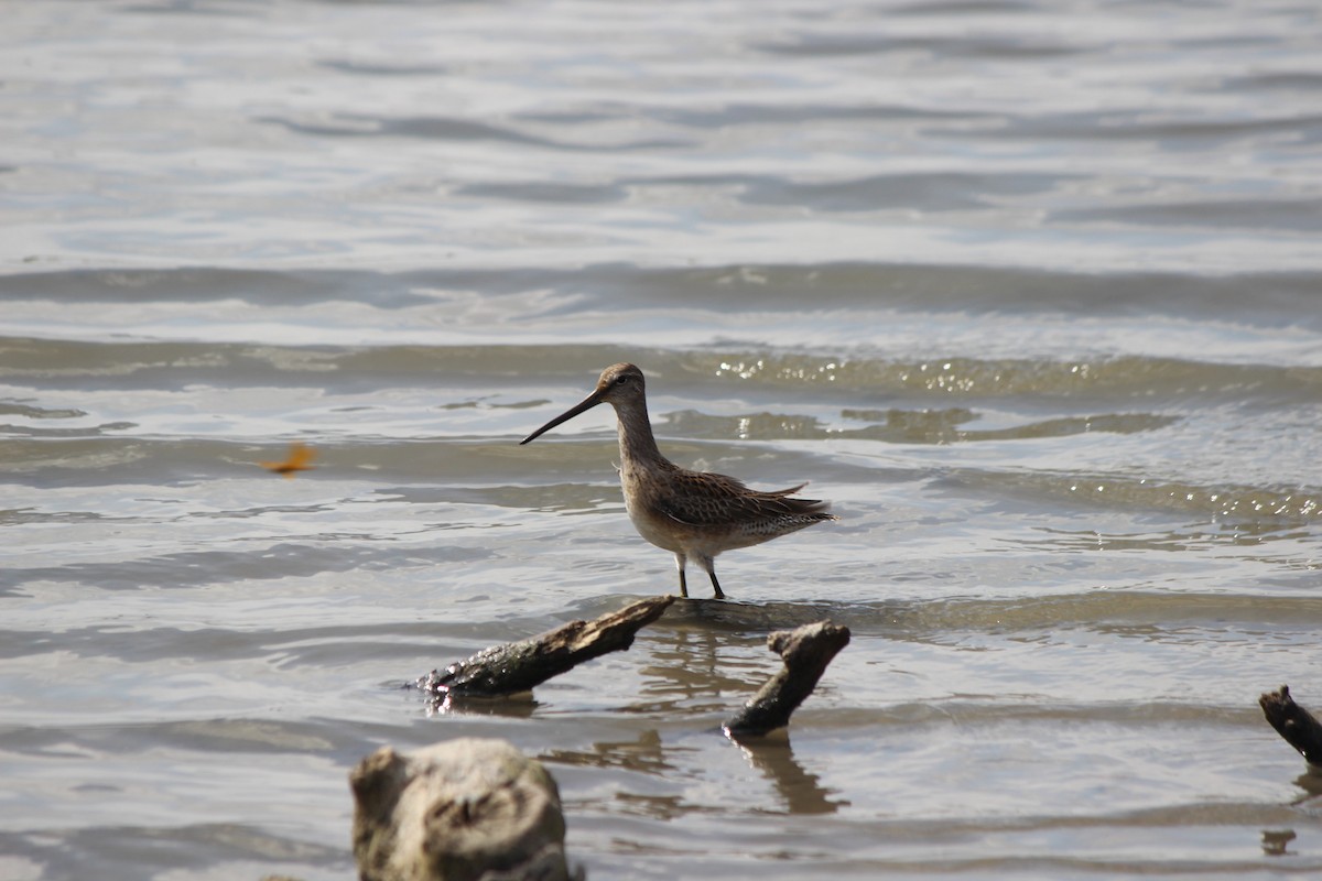 Long-billed Dowitcher - ML315311011